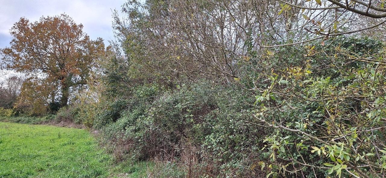 TERRAIN - ANCENIS - 0m2