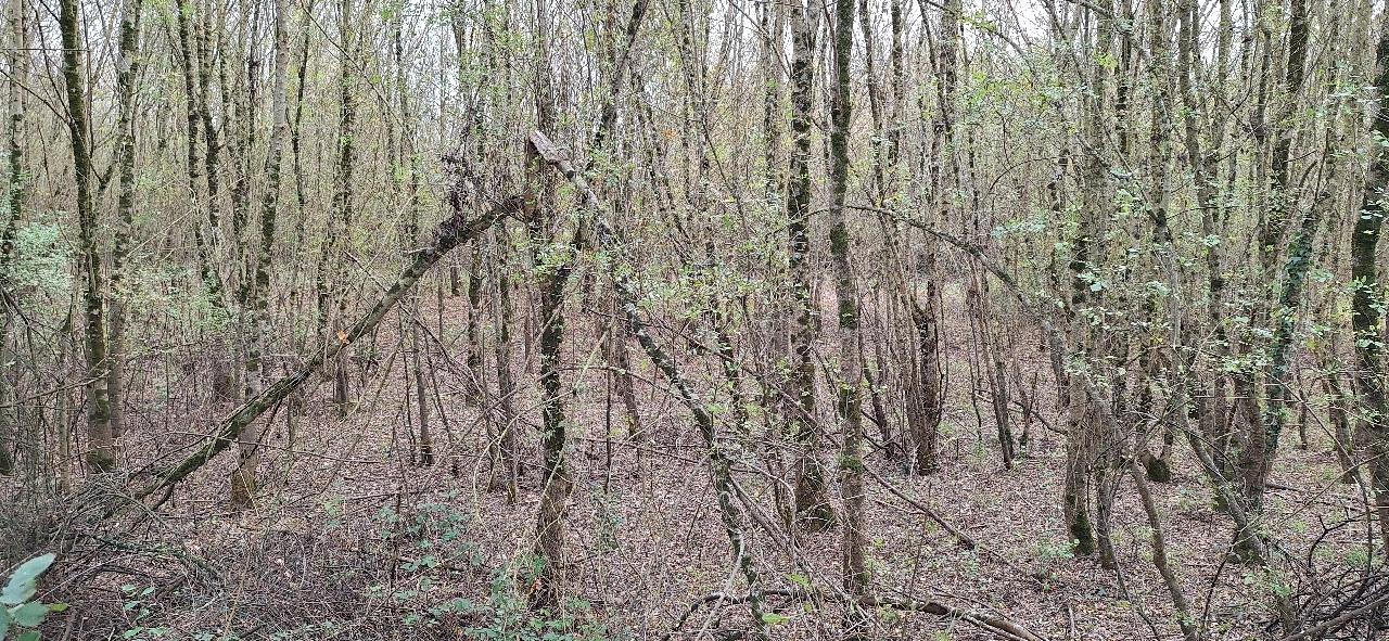 TERRAIN - ANCENIS - 0m2